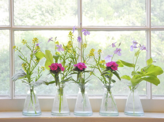 Sweet William, wild mustard, and Chinese temple bell (Moricandia avensis) flowers.