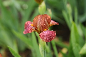 'Red Rock Princess' - another favorite Miniature Tall Bearded Iris.