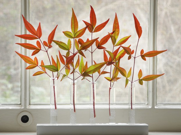 The compound leaves of nandina emerge copper-colored in spring and are arranged here in a row of test tubes.