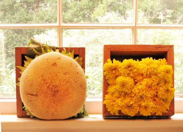 Rustic boxes filled with an immature sunflower head (left) and stacked marigold blossoms (right). Nancy writes: "Marigolds will last longer than you think out of water."