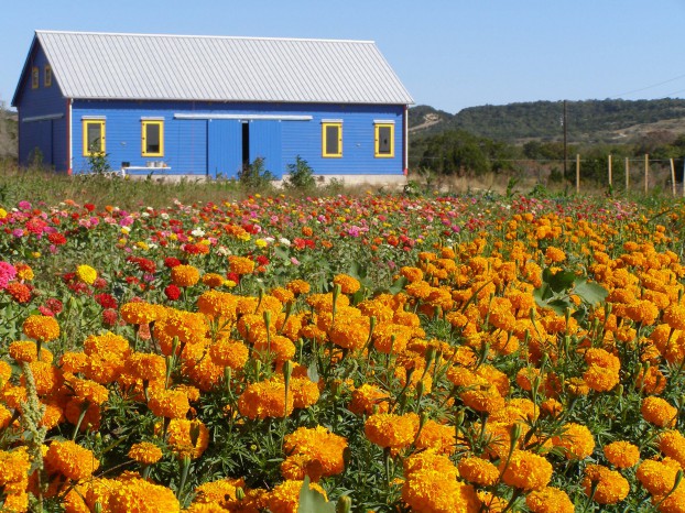 The unforgettable Blue Barn of Texas Specialty Cut Flowers.