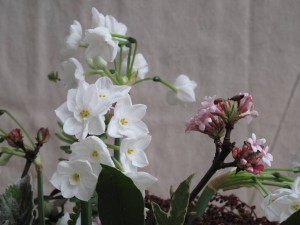 The paper whites started it all - and I sought pretty plants with winter interest to accompany them.