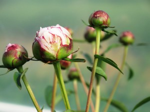 Observe a peony - this flower is one of Fran's first childhood impressions of nature and the garden.