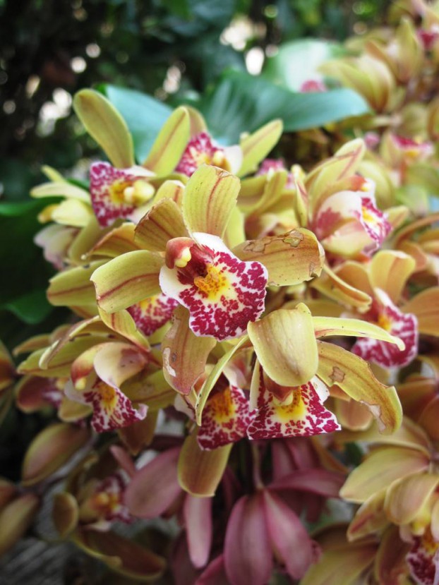 Orchids are a wonderful winter-blooming option for every climate.