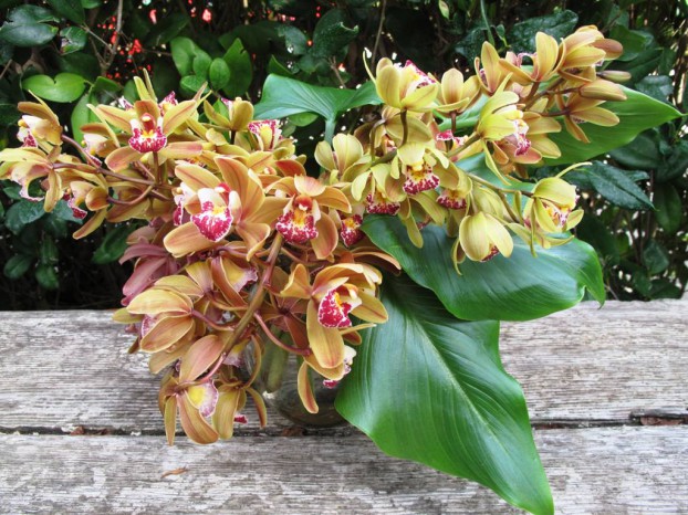 Miniature cymbidiums in all their glory, offset with calla lily foliage from Danielle Hahn's private landscape at Rose Story Farm in Carpinteria, CA.