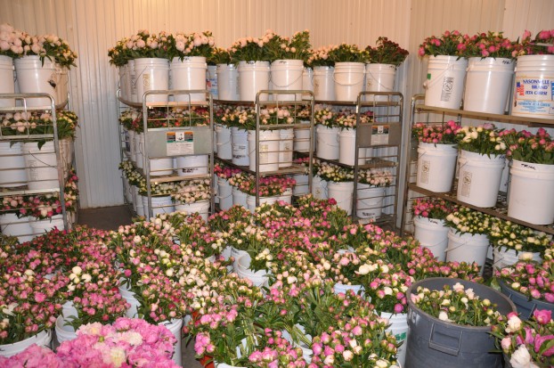 Colorado peonies in the coolers at The Fresh Herb Co. (photo courtesy Chet and Kristy Anderson)
