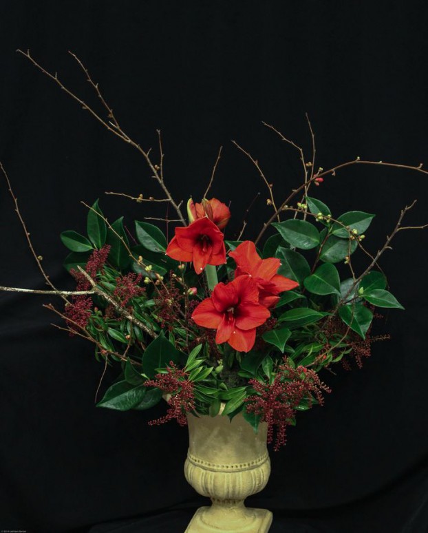 Amaryllis, camellia, quince, peiris in urn from Erika's Fresh Flowers, a locally owned flower farm and design studio in Warrenton, Or., with a garden style that's inspired by the wild, unique botanicals nearby.