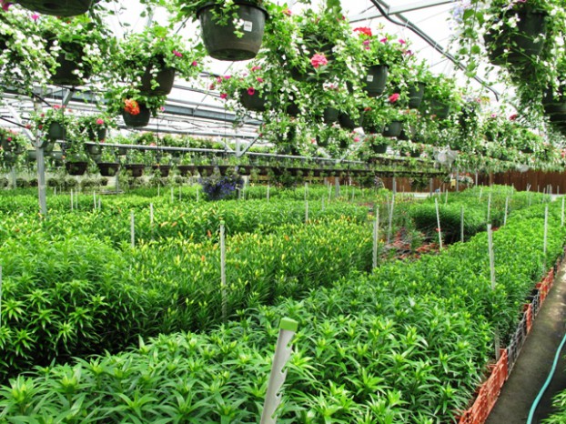 Here's a photo I snapped in May 2011 inside the greenhouses - hanging baskets overhead and crates of lilies beneath them.