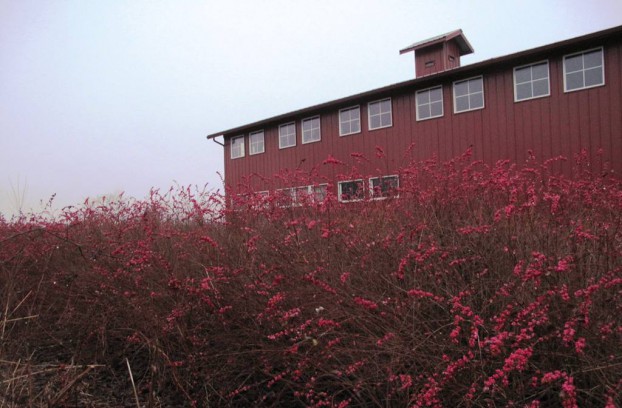 A huge stand of snowberry shrubs look gorgeous against the red barn at Jello Mold Farm