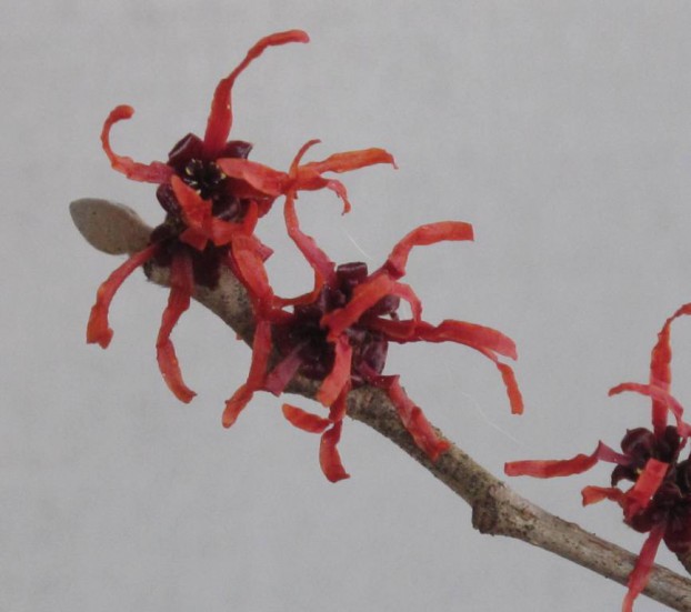 Witch hazel (Hamamelis x intermedia 'Jelena'). This otherworldly flower excites the winter garden - and one must cut judiciously to preserve the shrub's beauty in the landscape. I used 5 stems with copper-orange flowers for my arrangement.