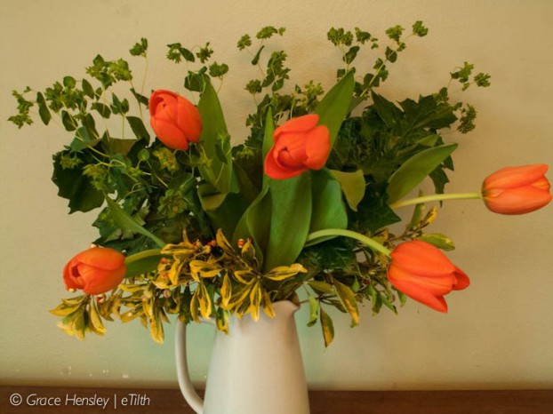 From Grace Hensley of eTilth, local tulips, euonymous and acanthus foliage  (plus some bupleurum). 