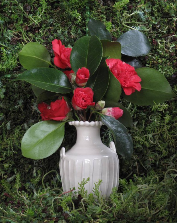 Red garden camellias (Camellia japonica) and glossy green foliage look stunning as a single variety in my Valentine's Day vase. I believe this is called the 'anemone' form, but the cultivar is unknown.
