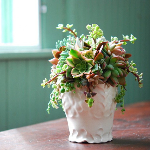 Winter Slow Flowers Challenge from Katherine Tracey of Avant Gardens: a Succulent Cutting Arrangement.