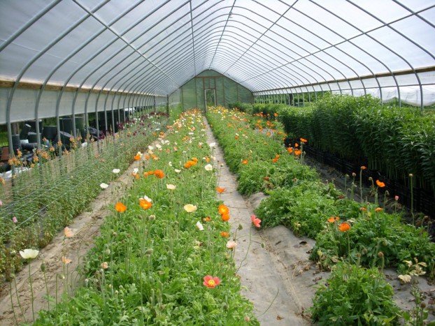 A hoophouse filled with Icelandic poppies at Wollam Gardens.