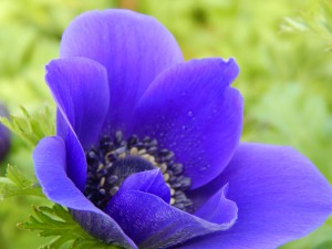 One of Bob's first spring crops is the fanciful and alluring anemone.