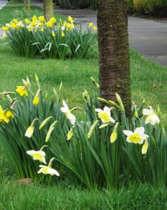 Daffodils beneath the flowering cherry trees - on the parking strip in front of our home.