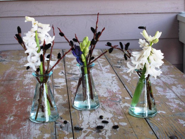 A trio of bud vases displays the season's first hyacinths from my garden, paired with striking black pussy willow twigs grown in Washington by Jello Mold Farm.
