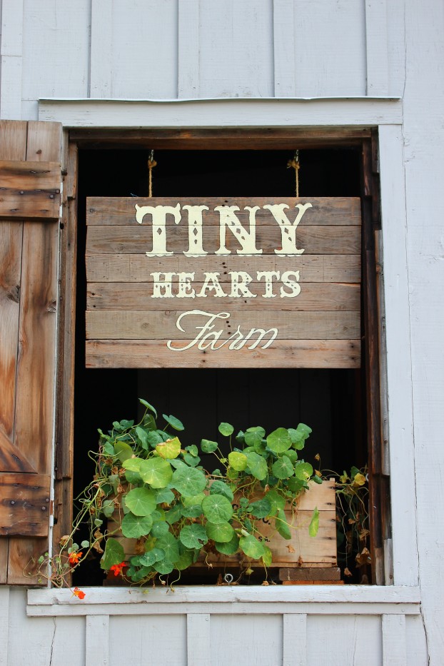 Tiny Hearts Farm of Copake, NY - a Hudson Valley cut flower farm destined for big things!