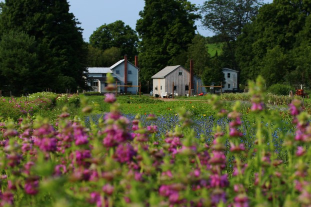 Aaaah, what an idyllic place: Tiny Hearts Farm.