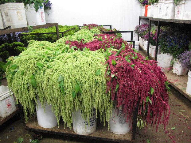 Look at this gorgeous, healthy amaranthus!