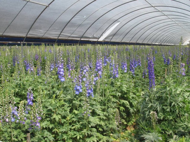 Beautiful blue delphiniums in the high tunnel.