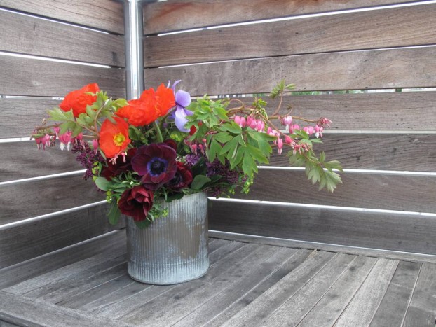 Back view: showing off those maroon anemones!