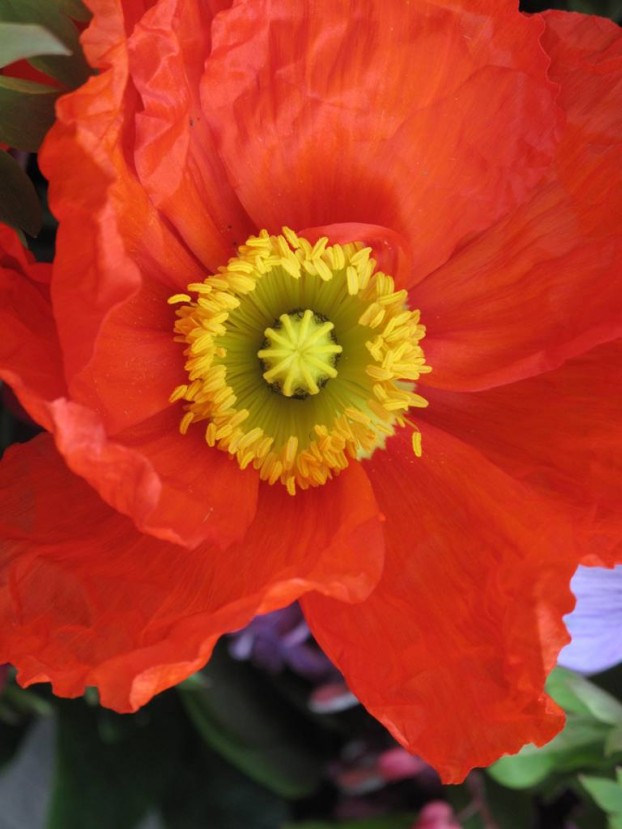 A burst of Earth Day sunshine in this lovely Washington-grown poppy!