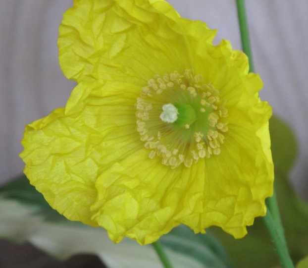 Just unfurled: a vivid yellow poppy