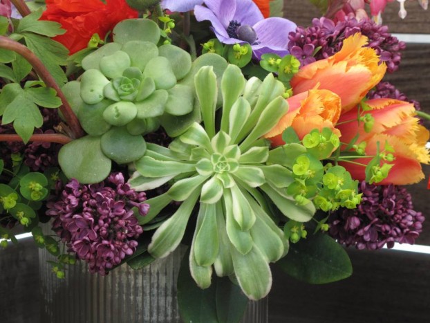 Detail showing the variegated aeonium and green rosette-style succulent.