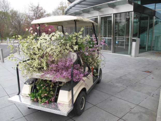The horticulture staff's awesome golf cart, filled with my early-morning cuttings!