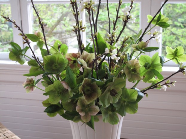 Spring hellebores paired with flowering apricot branches.