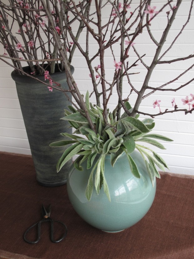 Flowering plum, paired with Lamb's Ear foliage.