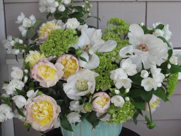 Two types of peonies, a profusion of mock orange, and young hydrangea buds.