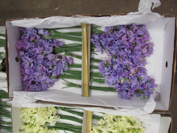 British-grown sweet peas,  available to London's florists in May.