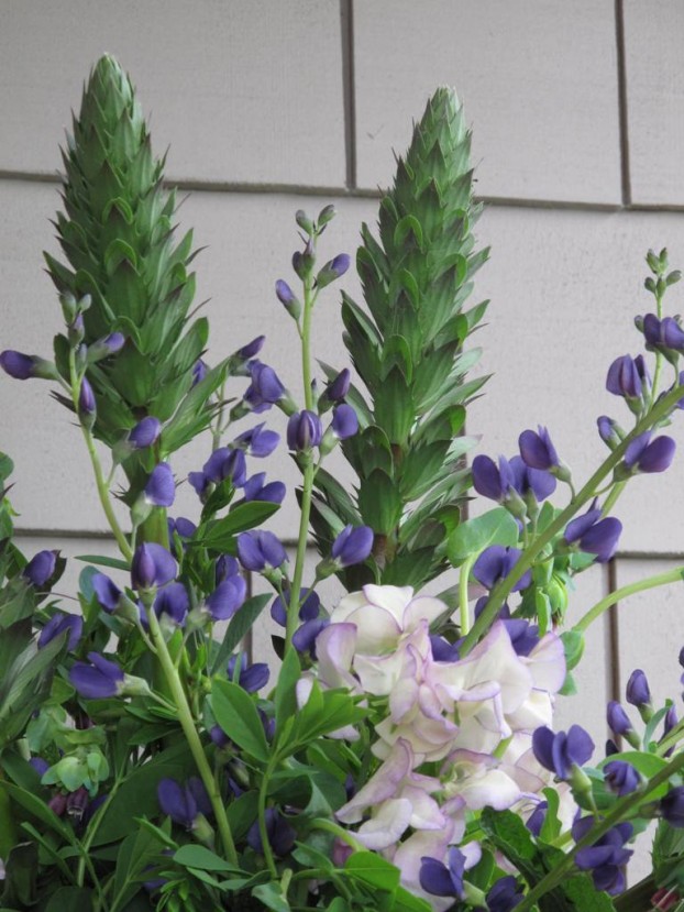 A cool-toned combo for early June, including Acanthus mollis, baptisia, cerinthe and sweet peas - all offset with fragrant mint foliage.