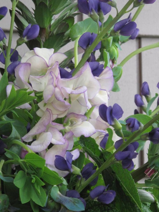 'April in Paris' sweetpea, grown by Jello Mold Farm. If only you could inhale its perfume!