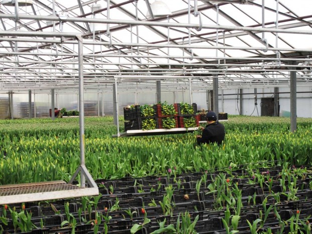 Inside the tulip production greenhouses.