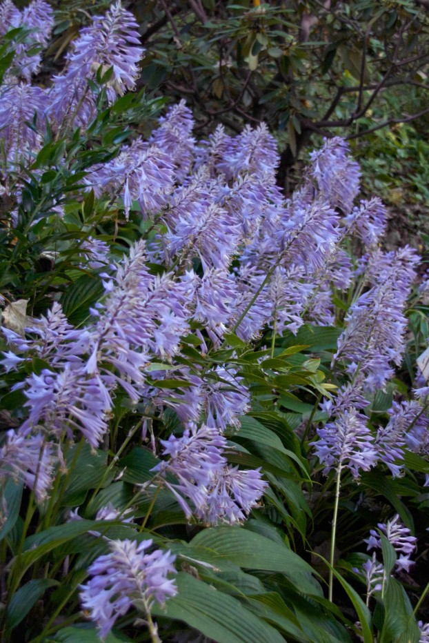 Hosta clausa in all of its glory brightens up any dark spot in the garden. From page 80.
