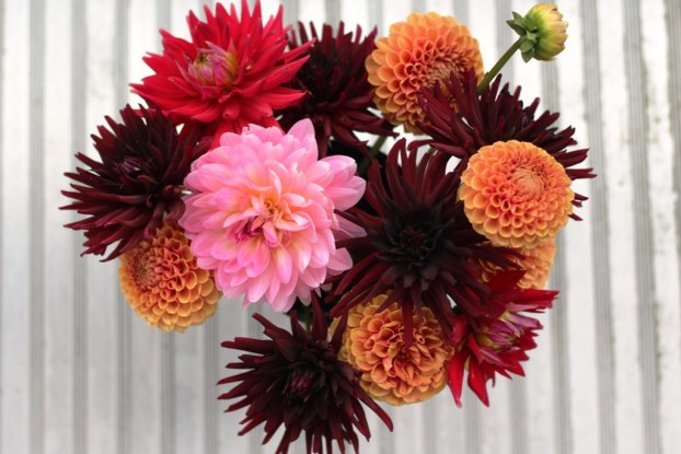 Kate's dahlias -- from her garden to my vase