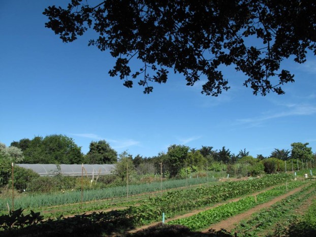 "The Farm" at University of California/Santa Cruz's 33-acre compound.