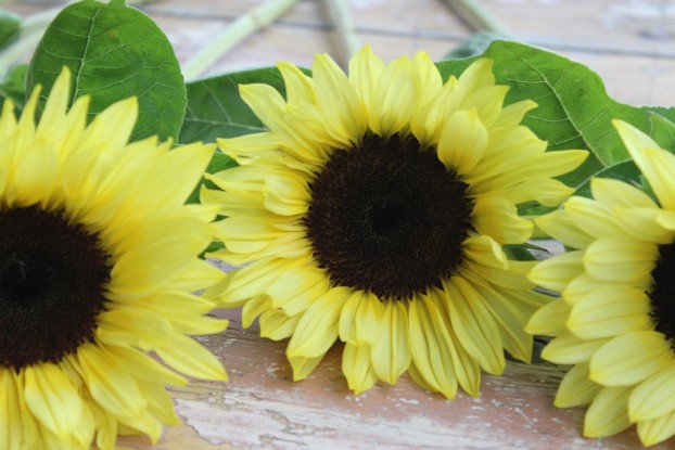 Lemony-yellow sunflowers