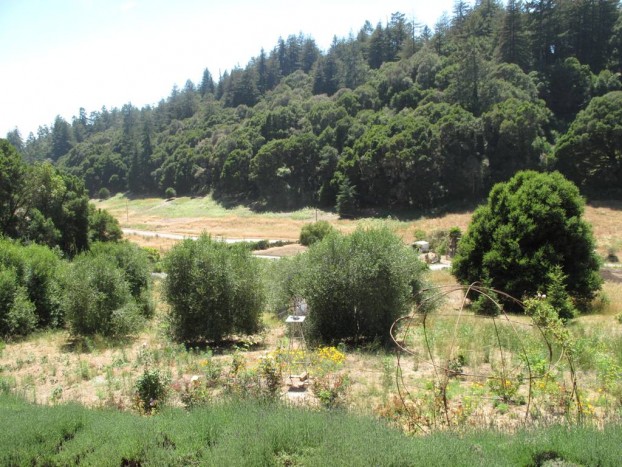 I gazed upon this lovely scene while recording our podcast interview. It was taken from the deck of Nancy and Curt Abramson's home in Aptos, California