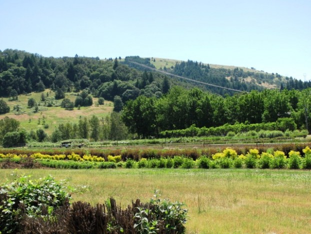 Mt. Pisgah in the distance -- a majestic backdrop for the Willamette Valley (Oregon) flower farm.