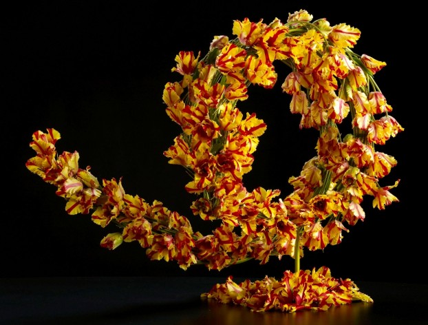 Artful tulips in a sculptural "swirl" 