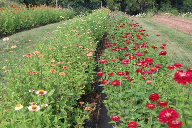 The zinnia fields at LynnVale Studios are simply perfect!