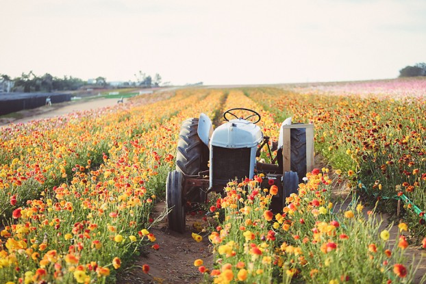 The Flower Fields has become a major tourism destination - connecting consumers with local flowers.
