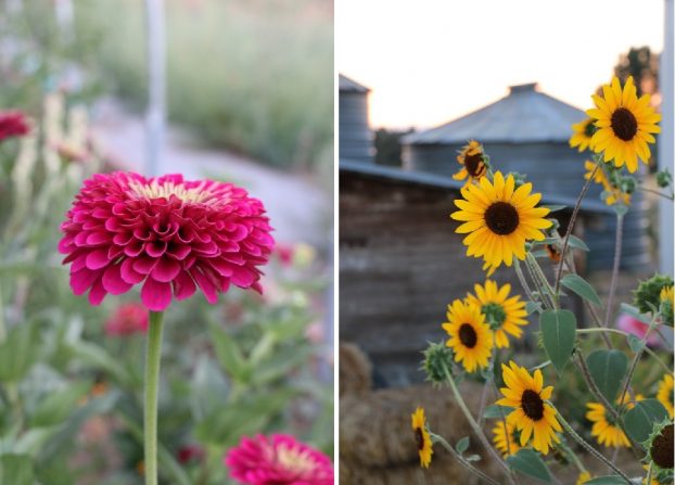 Red Daisy Farm's floral crops are healthy and fresh. (c) Andrea K. Grist photography