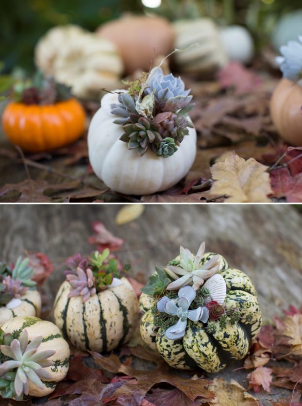 Embellish novelty pumpkins and ornamental gourds with succulents and seashells. Kathleen Barber of Erika's Fresh Flowers in Warrenton, OR, suggests beginning with an unusually colored or textured pumpkin. 