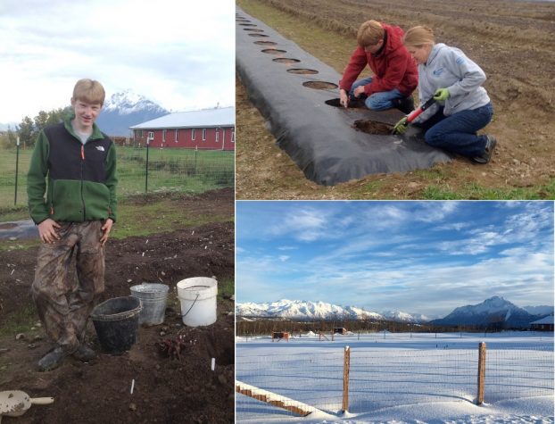 (Left), Camden on peony planting day; (Right, from top), Kellly and Camden; winter at Wasilla Lights Farm