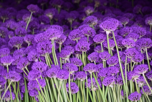 Allium Sensation